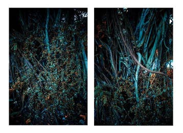 Viet Ha Tran - Roots (Diptych)