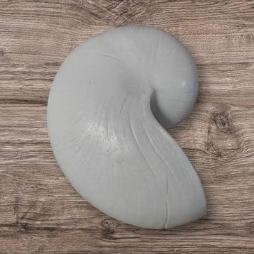 Nautilus schelp Resin Wit 5x8x5 cm per stuk, Ophalen of Verzenden, Nieuw