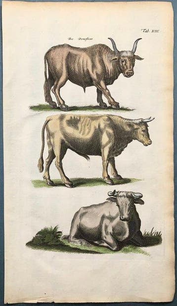 Matthäus Merian (1593-1650) - hand coloured folio -