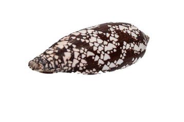 Spectaculair patroon in gigantisch formaat: De Conus aulicus, Verzamelen, Nieuw