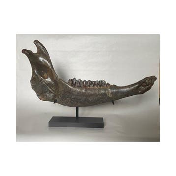 Steppewisent - Fossiel onderkaakbot - Bison priscus - 45 cm