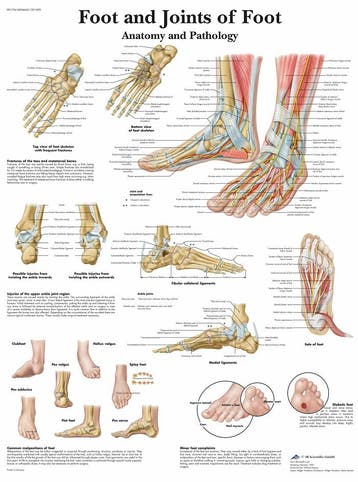 Anatomie poster voet (gelamineerd, 50x67 cm) + ophangsys..., Nieuw