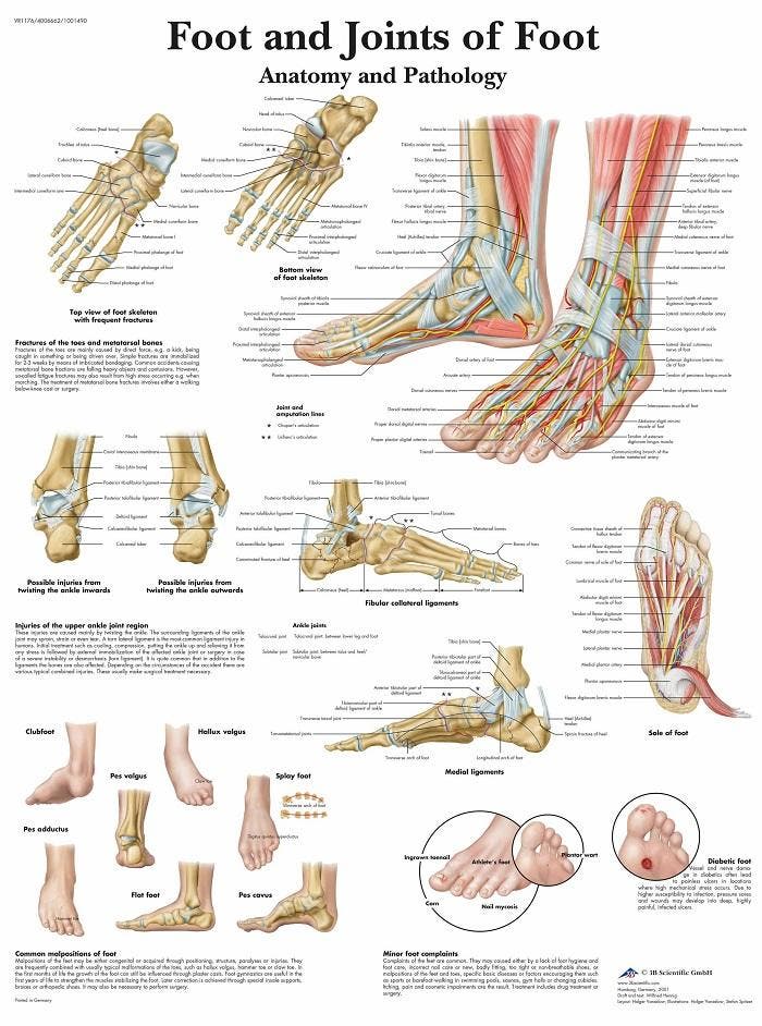 Anatomie poster voet (gelamineerd, 50x67 cm) + ophangsys..., Sport en Fitness, Massageproducten