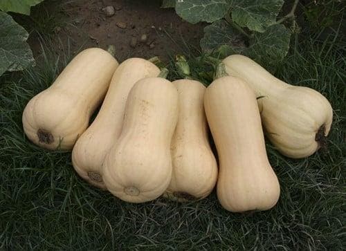 Quantum F1 Butternut pompoen, Hobby en Vrije tijd, Knutselen, Nieuw, Ophalen of Verzenden