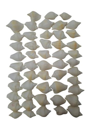 Strombus Canarium Wit Schelpen ca. 5 cm 1 kilo, Ophalen of Verzenden, Nieuw