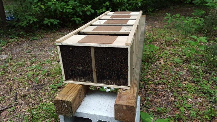 Bijenvölken kopen – Buckfast,Carnica,Ligustica en Zwarte bij, Dieren en Toebehoren, Insecten en Spinnen, Bijen