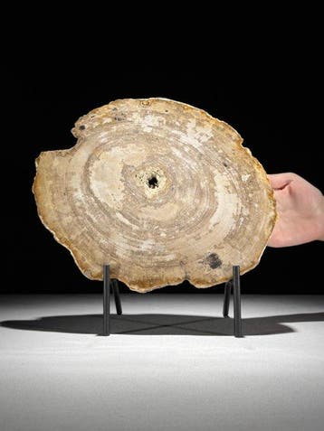 Prachtige plak versteend hout op een op maat gemaakte