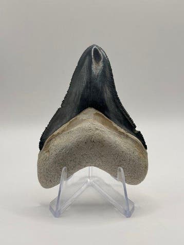Megalodon - Fossiele tand - Otodus Megalodon - 7.39 cm