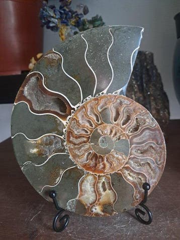 Ammoniet - Gefossiliseerd dier - cleoniceras - 15.3 cm -