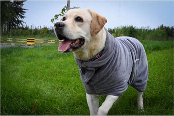 Honden Badjas Grijs (Hondenkleding), Ophalen of Verzenden, Nieuw, Hondenbadjas