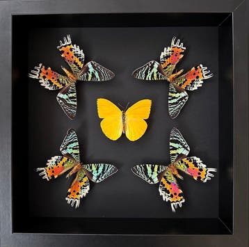 Vlinder Taxidermie volledige montage - Phoebis Argante -