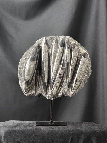 Orthoceras - Gefossiliseerd dier - 25 cm - 21 cm (Zonder