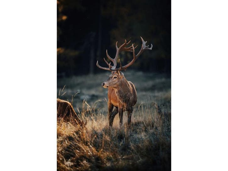 Glasschilderij Hert | 1067, Huis en Inrichting, Woonaccessoires | Overige, Nieuw, Ophalen of Verzenden