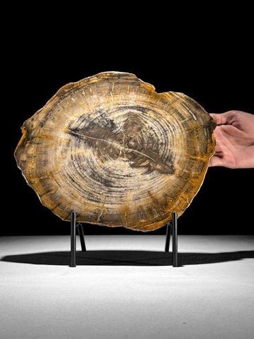Prachtige schijf versteend hout op een op maat gemaakte