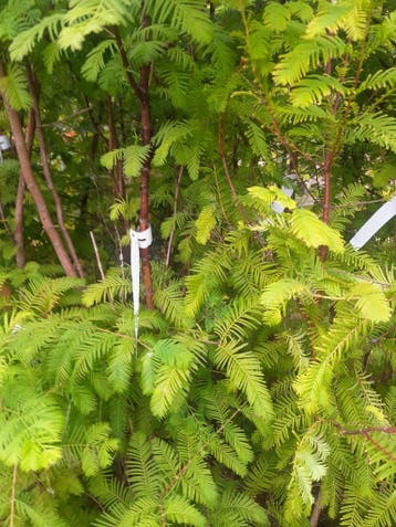 Metasequoia glyptostroboides watercipres in pot 2+m hoog, Ophalen, In pot