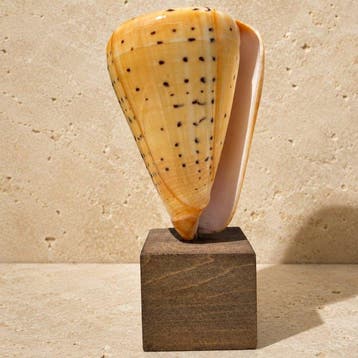 Zeeslak Taxidermie volledige montage - Conus litteratus, Nieuw
