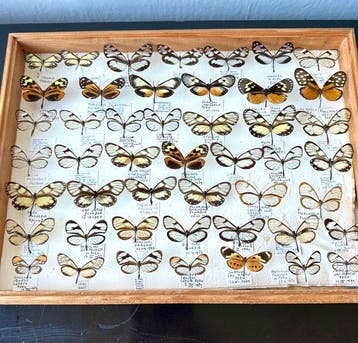 Historische museum lade 47x Glasvleugelvlinders allen met, Nieuw