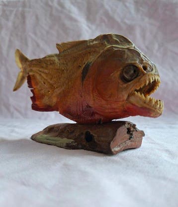 Piranha Taxidermie volledige montage - Pygocentrus nattereri
