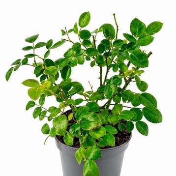 Rosa Aspirin Rose container (P15) Roos, Sierplanten, Verzenden, Overige soorten, Struik