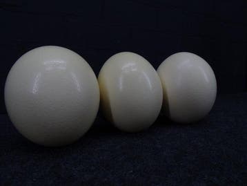 Ostrich Eggs - Taxidermie wandmontage - Struthio camelus -, Antiek en Kunst