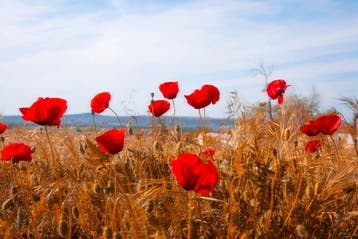 Viet Ha Tran - Poppies from last summer