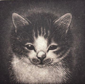 Nice to meet you - Cat series - Extremely Limited 9/50 -