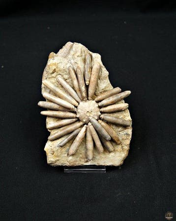 Zee-egel - Gefossiliseerd dier - Asterocidaris bistriata, Verzamelen