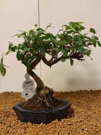 Japanese iep bonsai (Zelkova) - Hoogte (boom): 22 cm -