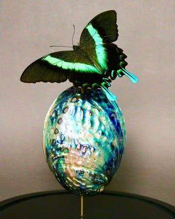 Vlinder Taxidermie volledige montage - NO RESERVE Papilio, Antiek en Kunst