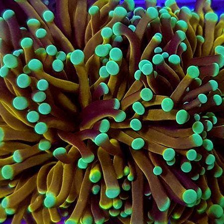 Euphyllia Glabrescens NY knicks (2 koppen), Dieren en Toebehoren, Vissen | Aquaria en Toebehoren, Ophalen of Verzenden