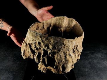 prachtige en zeldzame barrelspons Taxidermie volledige, Nieuw