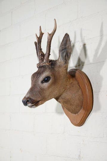 Roebuck trophy Schedel - Capreolus capreolus - 26 cm - 42 cm, Nieuw