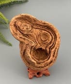Zeldzame decoratieve stromatoliet – geschatte miljarden
