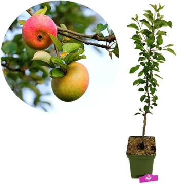 Malus domestica James Grieve + Pot 23cm, Tuin en Terras, Planten | Fruitbomen, Verzenden, Volle zon