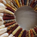 Zea pofmais baby finger mini mix decoratieve 100 zaden, Ophalen of Verzenden, Nieuw