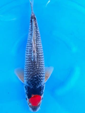 HQ Tacho Goshiki van Ozumi Ikarashi 36cm (Japanse Koi), Dieren en Toebehoren, Vissen | Vijvervissen, Karper of Koi
