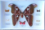 Vlinder Taxidermie volledige montage - Attacus lorquinii C&R, Antiek en Kunst