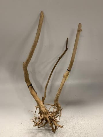 Boutique Stump Selected BS115 - 81x20x36cm (Natuurlijk hout), Dieren en Toebehoren, Vissen | Aquaria en Toebehoren, Ophalen of Verzenden