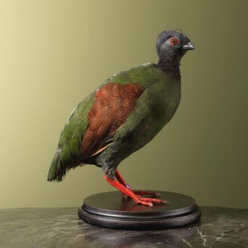 Roelroel V Taxidermie Opgezette Dieren By Max, Ophalen of Verzenden, Nieuw, Vogel, Opgezet dier