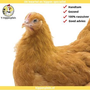 Orpington Groot - Jonge Hennen te Koop - Buff - Handtam, Dieren en Toebehoren, Meerdere dieren, Kip