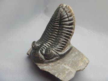 Trilobiet - Fossiel skelet - Hollardops mesocristata - 7 cm