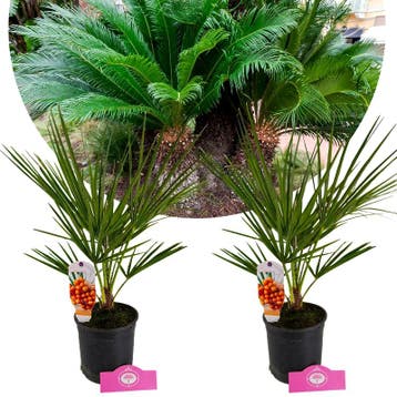 Chamaerops humilis + pot 15cm 2 pcs, Verzenden, Volle zon