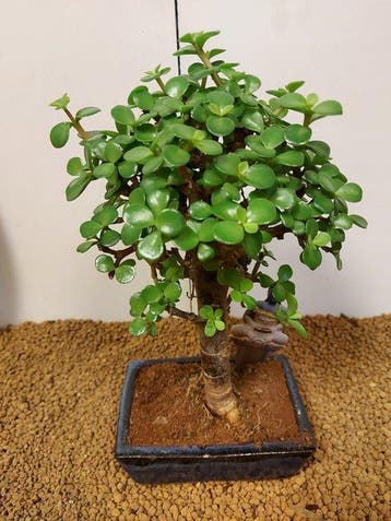 Jade bonsai (Crassula/Portulacaria) - Hoogte (boom): 27 cm -