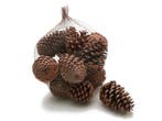 Dennenappels maritima grote dennenappel naturel 12cm 12, Ophalen of Verzenden, Nieuw