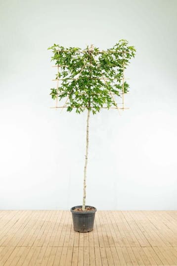 Liquidambar styraciflua Worplesdon leiboom 8/10 40cm stam