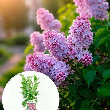 Syringa vulg. Michel Buchner container (17) Sierplanten, Tuin en Terras, Verzenden, Overige soorten, Struik