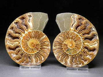 Ammoniet - Gefossiliseerd dier - Aioloceras (Cleoniceras)