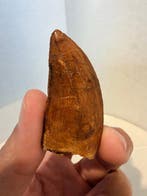 Dinosaurus - Fossiele tand - carcharodontosaurus saharicus -