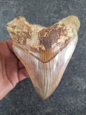 Megalodon - Fossiele tand - 13.1 cm - 10.5 cm