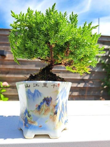 Jeneverbes bonsai (Juniperus) - Hoogte (boom): 12 cm -